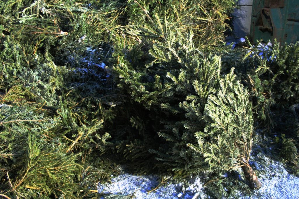 juletreinnsamling remiks